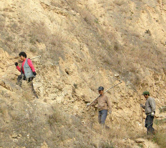雖沒(méi)有十里桃林，漫山遍野的灼灼芳華。但我們有萬(wàn)畝國(guó)家級(jí)標(biāo)準(zhǔn)化油橄欖種植示范基地，漫山遍野，香氣撲鼻。畝是中國(guó)市制土地面積單位，一畝等于六十平..